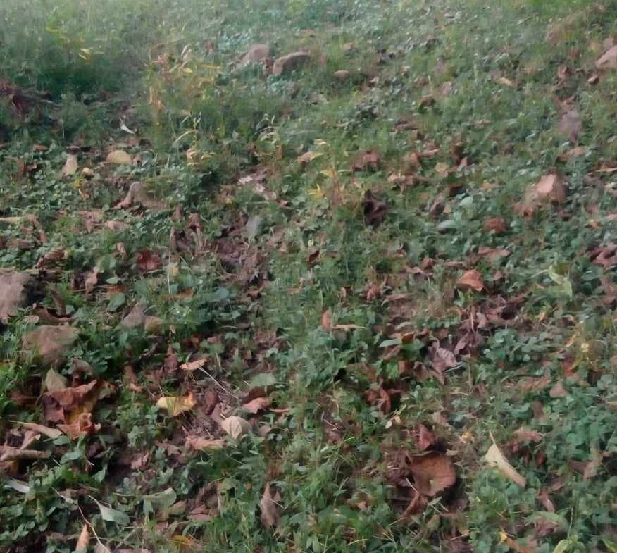 Plot of land in Gonio