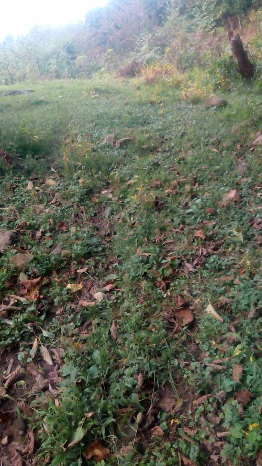 Plot of land in Gonio