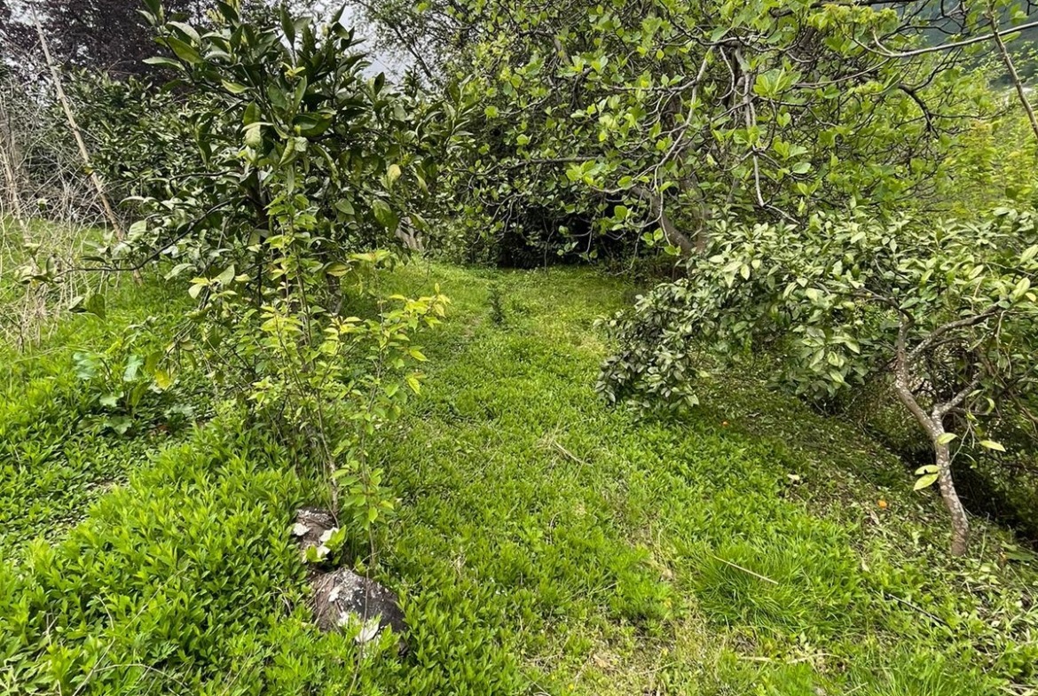 Plot of land in Makhinjauri