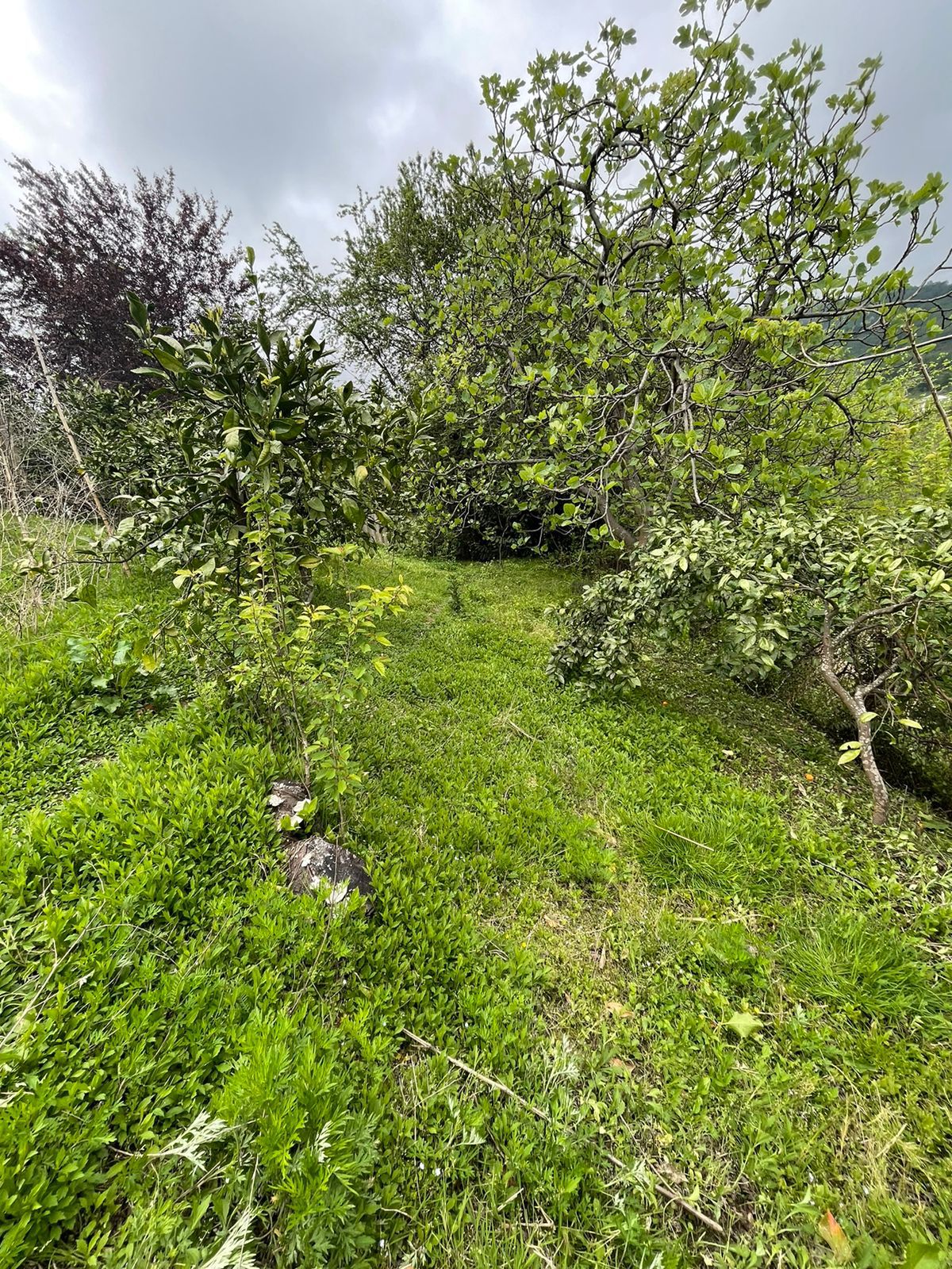 WhatsApp Image 2024-07-30 at 17.07.50 (1) Plot of land in Makhinjauri