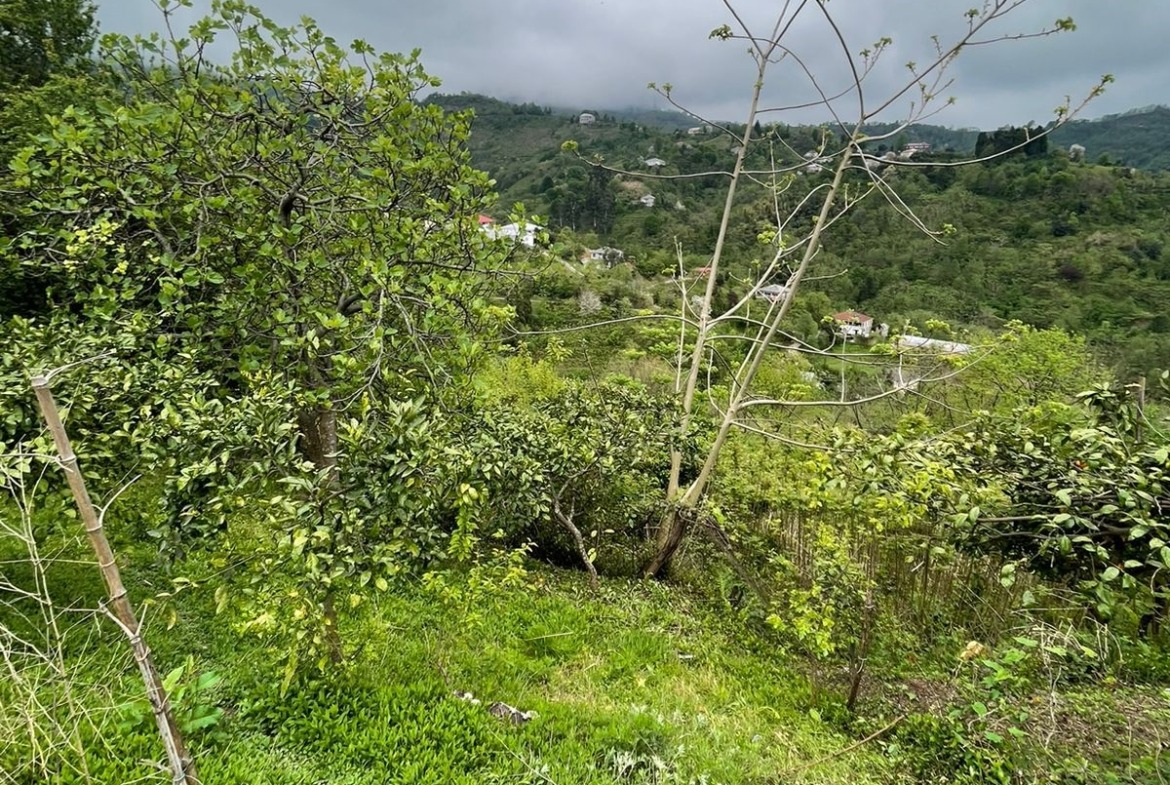 Plot of land in Makhinjauri