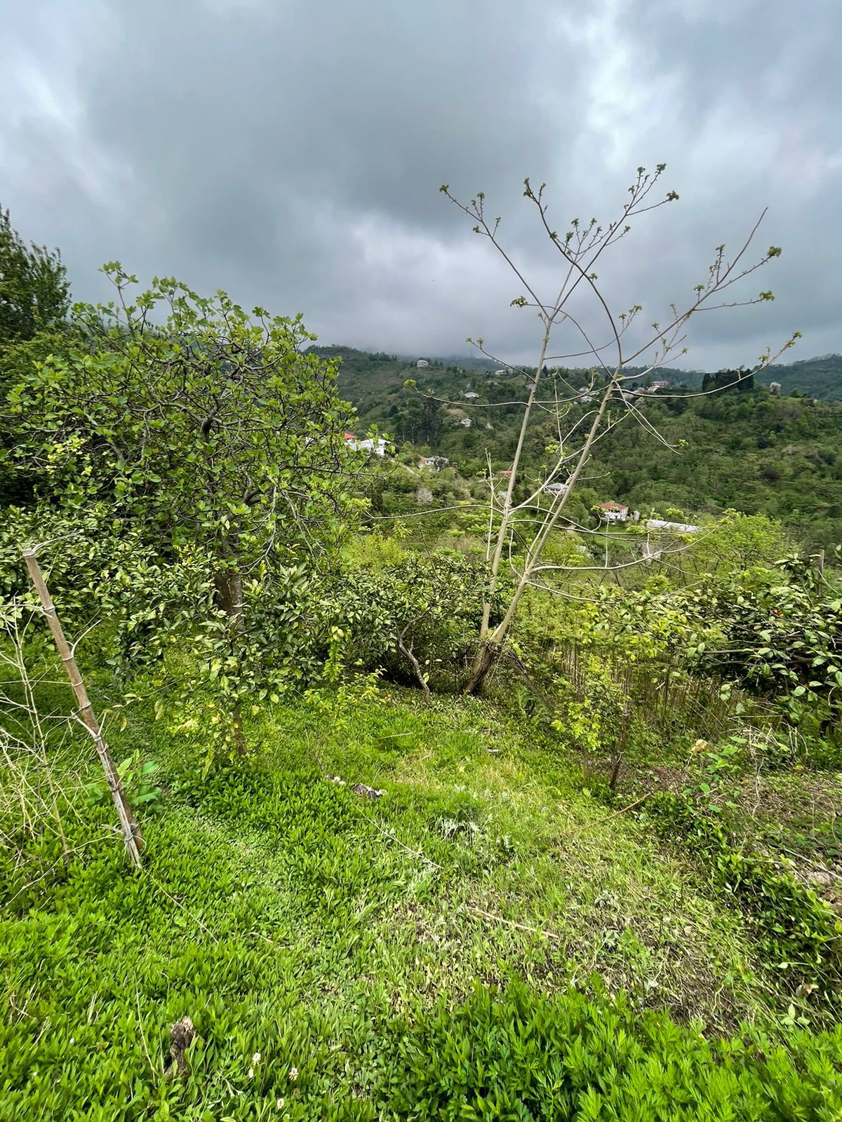 WhatsApp Image 2024-07-30 at 17.07.51 Plot of land in Makhinjauri
