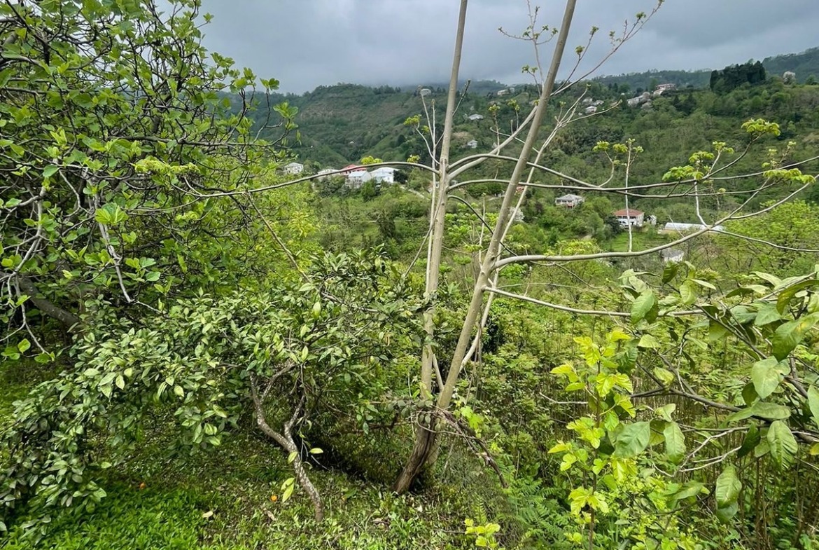 Plot of land in Makhinjauri
