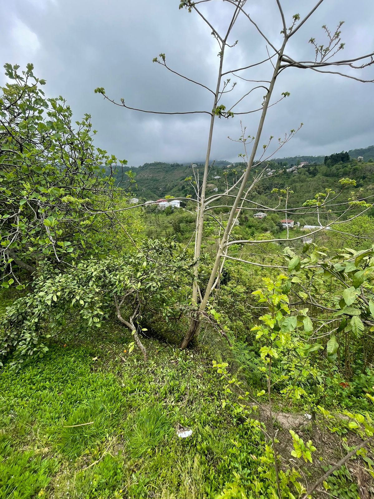 WhatsApp Image 2024-07-30 at 17.07.52 (1) Plot of land in Makhinjauri