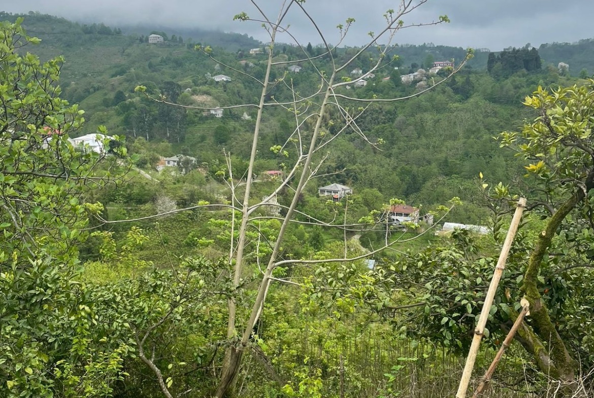 Plot of land in Makhinjauri