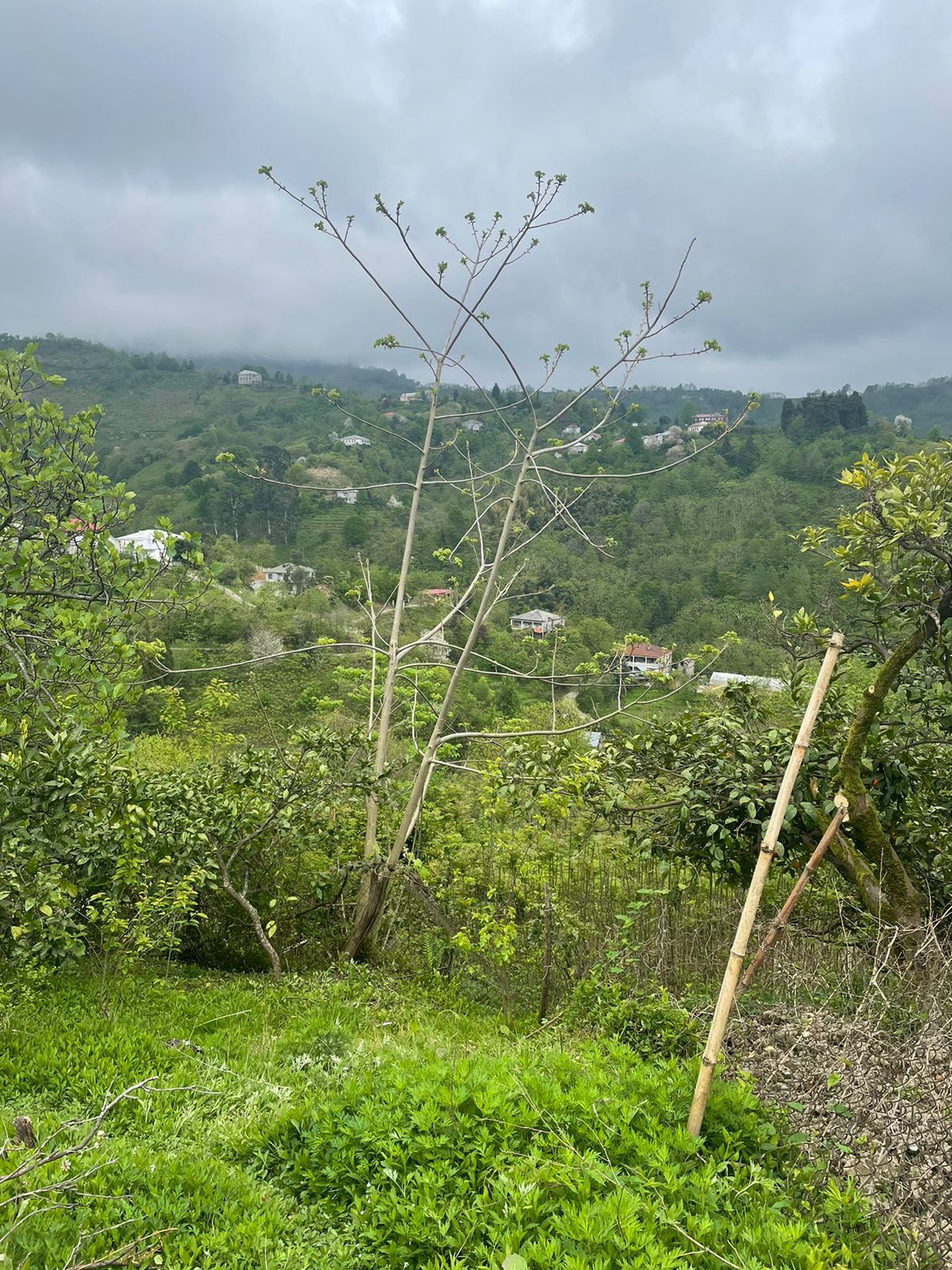 Plot of land in Makhinjauri