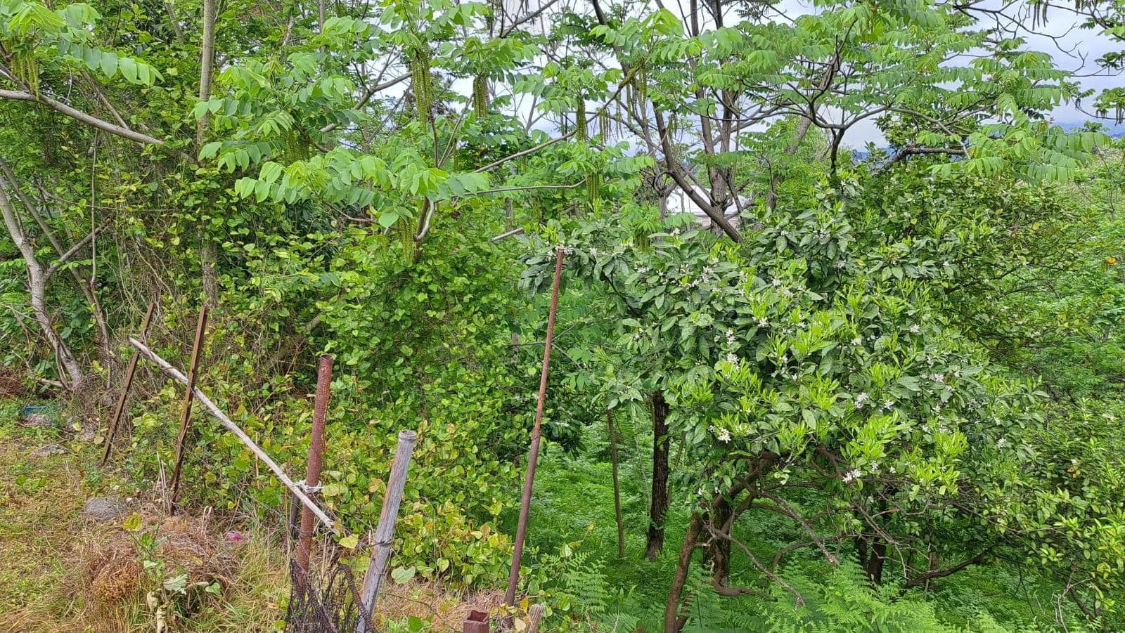 Plot of land in Tsikhisdziri