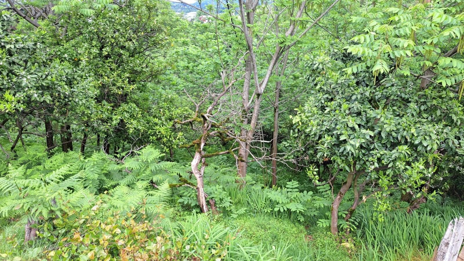 Plot of land in Tsikhisdziri