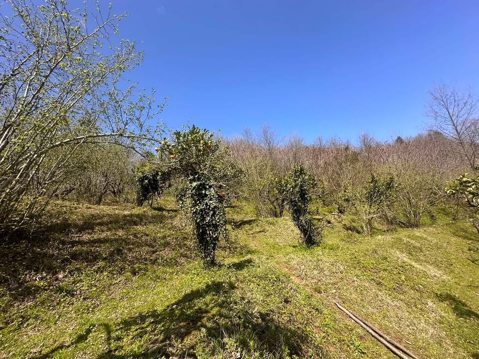 Plot of land in Agara