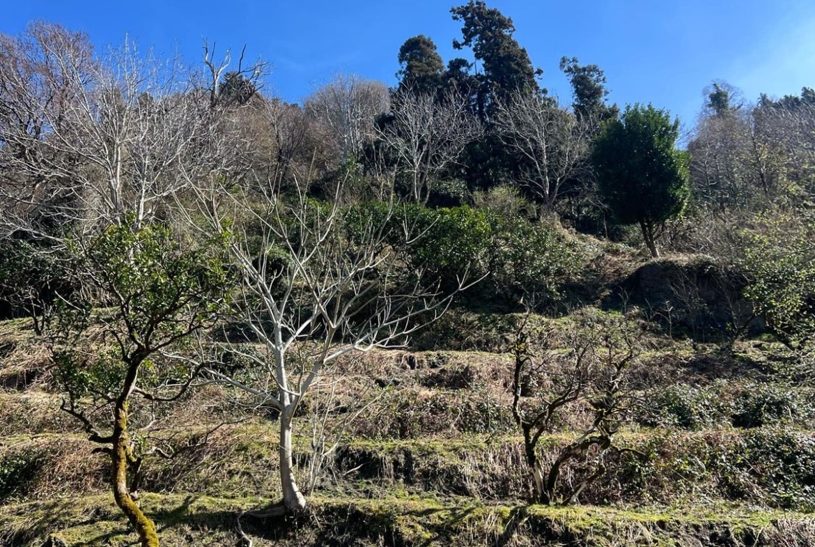 Plot of land in Gonio