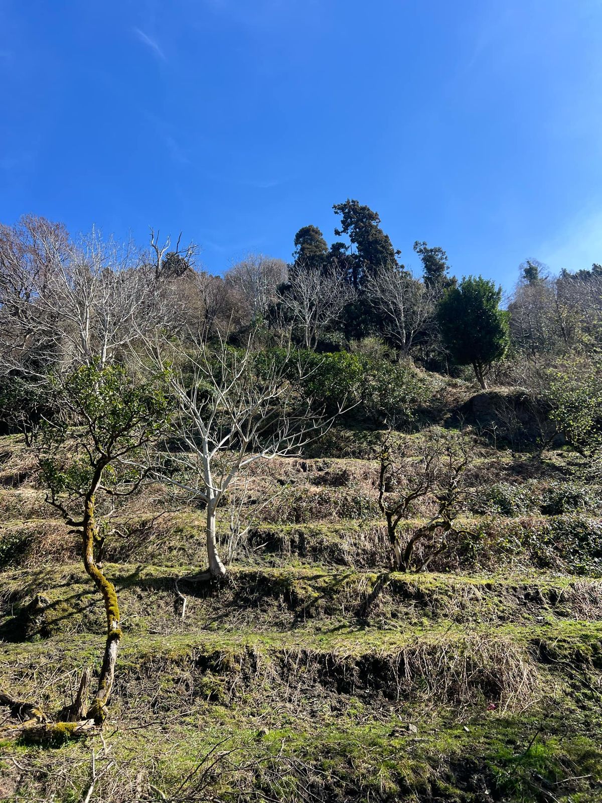 WhatsApp Image 2025-03-13 at 16.27.25 (2) Plot of land in Gonio