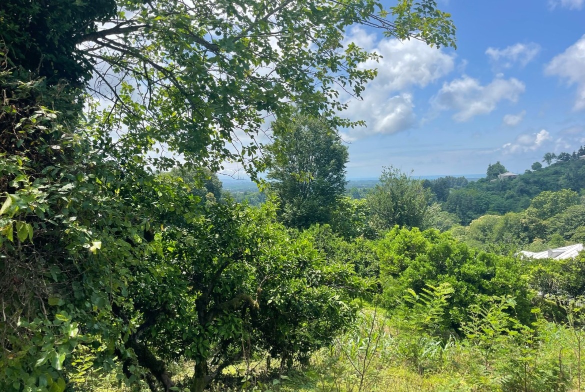 Plot of land in Zemo Natanebi