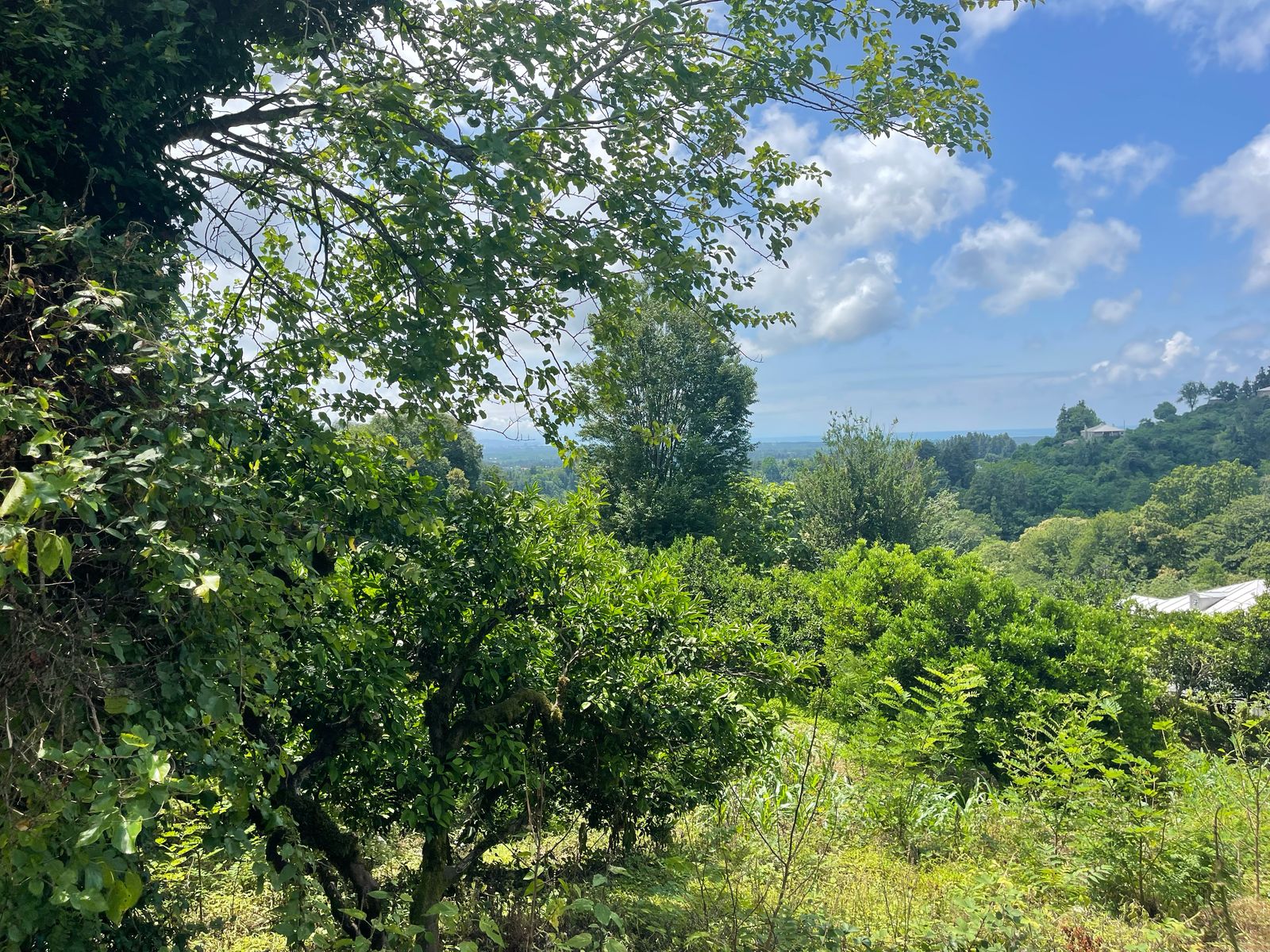 Plot of land in Zemo Natanebi