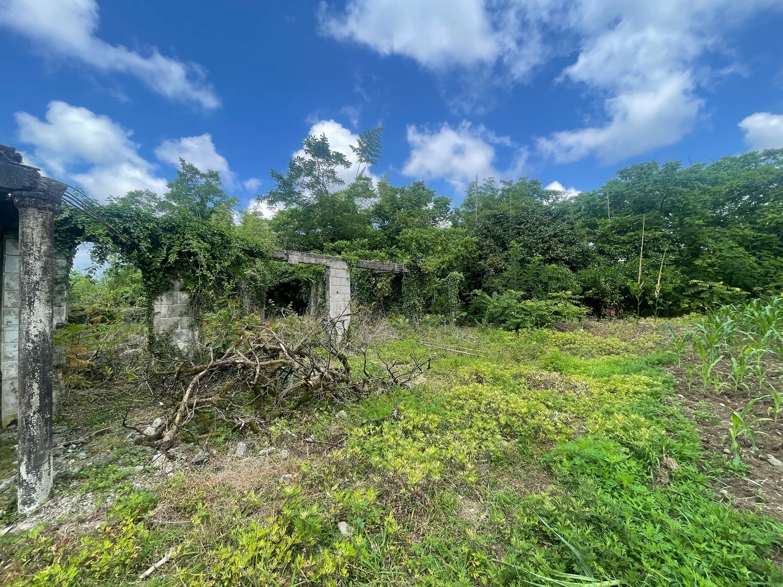 Plot of land in Zemo Natanebi