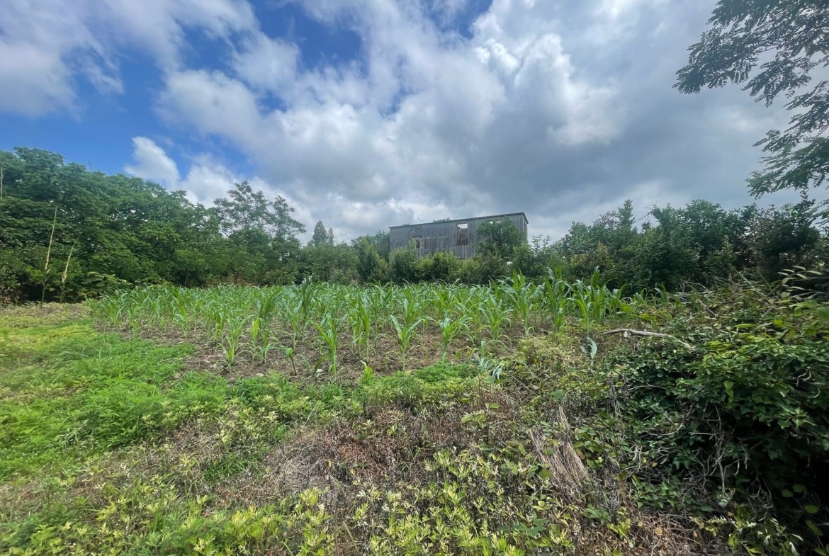 Plot of land in Zemo Natanebi