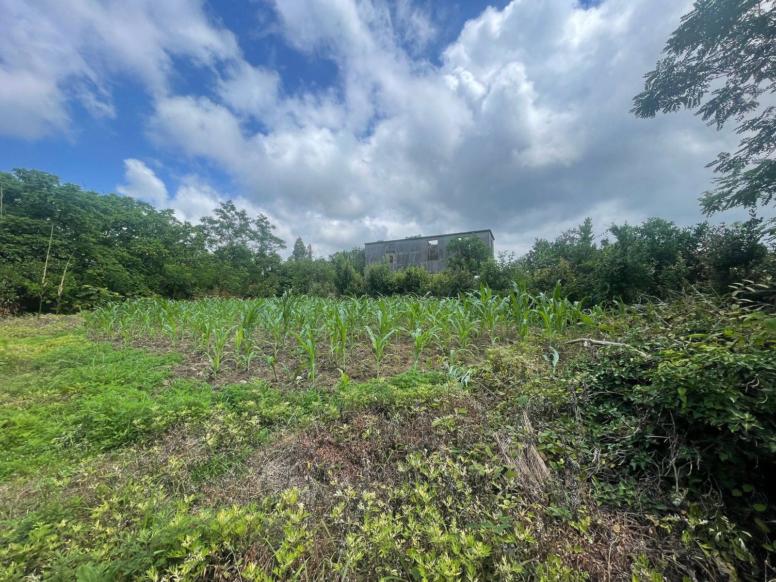 Plot of land in Zemo Natanebi
