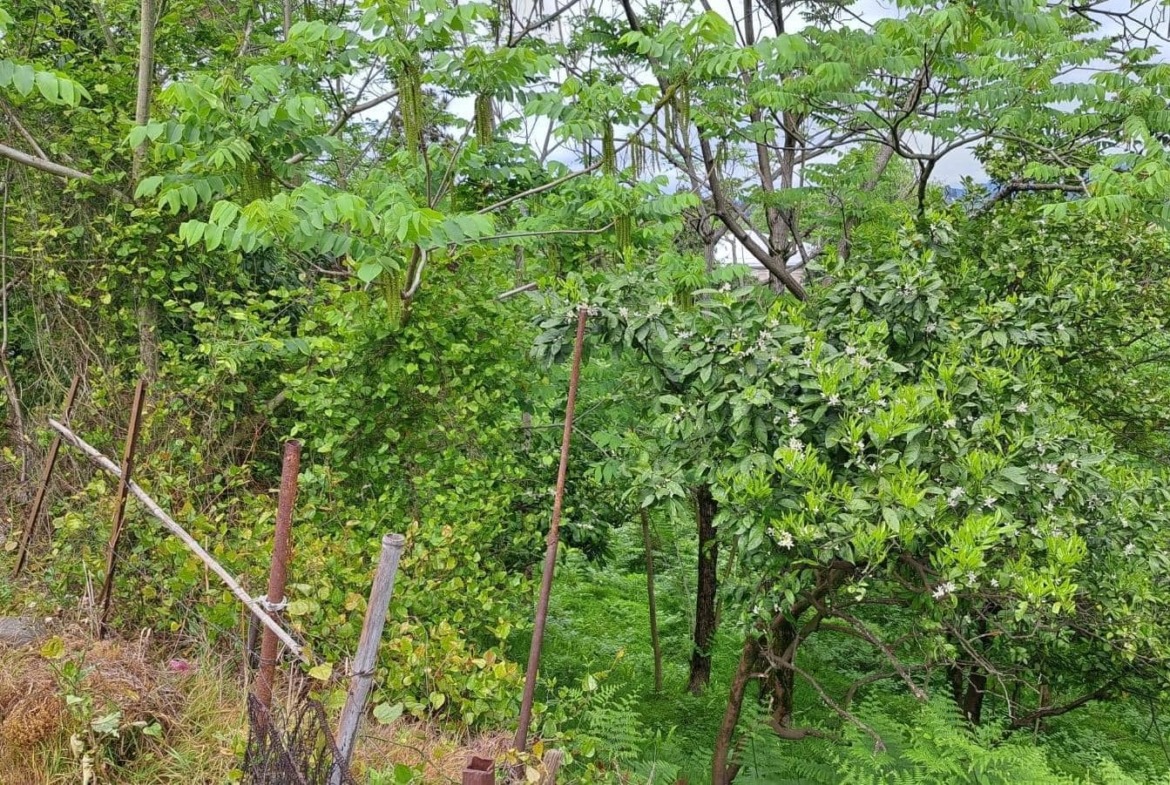 Plot of land in Tsikhisdziri