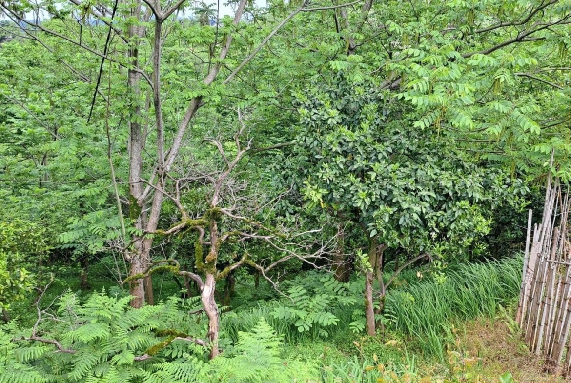 Plot of land in Tsikhisdziri