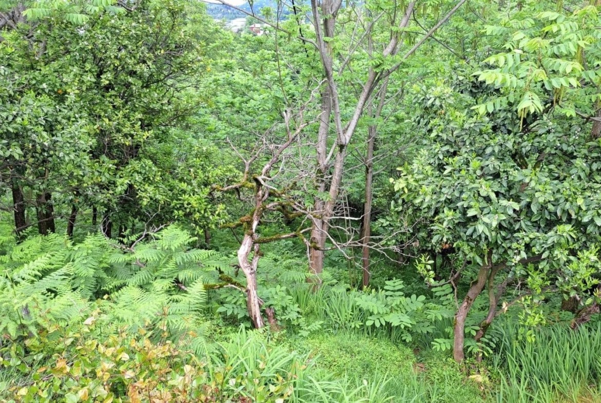 Plot of land in Tsikhisdziri