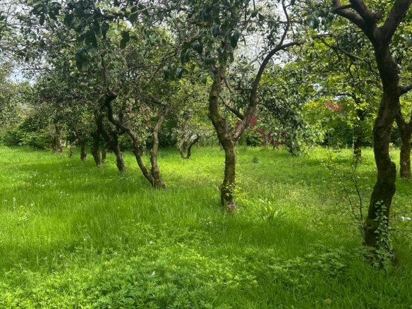 Plot of land for sale in Batumi