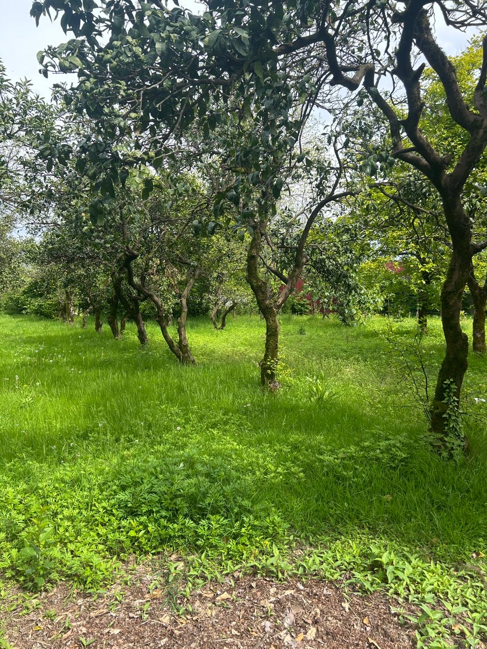 Plot of land for sale in Batumi