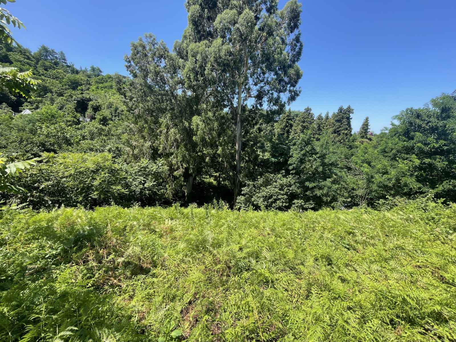 Plot of land for sale in Batumi